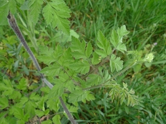 Chaerophyllum temulum