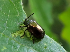 Phratora vitellinae