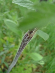 Chaerophyllum temulum
