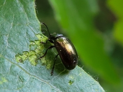 Phratora vitellinae