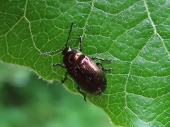 Phratora vitellinae