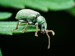 Phyllobius roboretanus