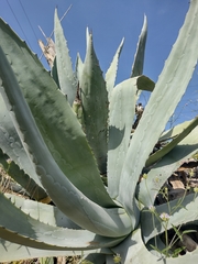 Agave americana