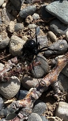 Latrodectus hesperus