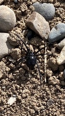 Latrodectus hesperus