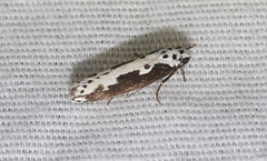 Ethmia semilugens