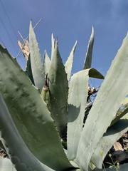 Agave americana