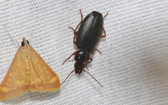 Cymindis
