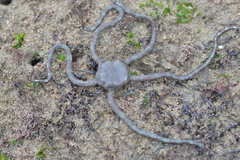 Ophioderma panamense