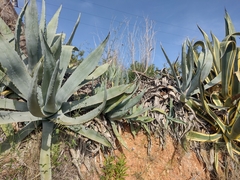 Agave americana