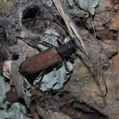 Juiaparus batus