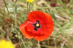 Papaver rhoeas