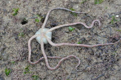 Ophioderma panamense