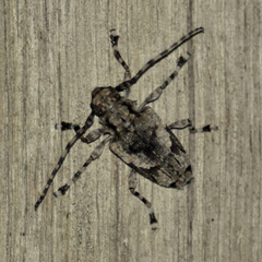 Aegomorphus jaspideus