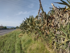 Agave americana