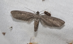 Glaucina imperdata