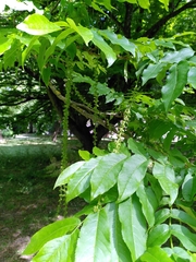 Pterocarya