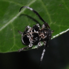 Tessarecphora arachnoides