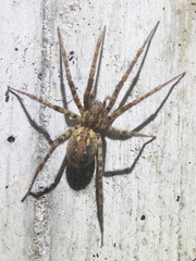 Tegenaria ferruginea