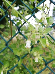 Salpichroa origanifolia