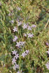 Campanula rapunculus