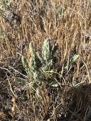 Chloropyron palmatum