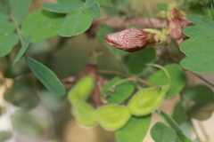 Dalbergieae