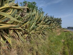 Agave americana