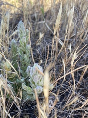 Chloropyron palmatum