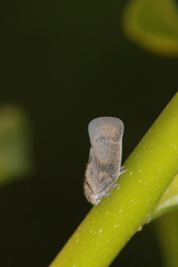 Metcalfa