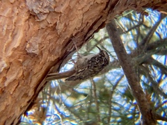 Certhia brachydactyla