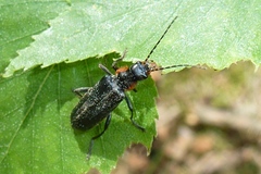 Cantharis obscura