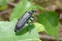 Cantharis obscura