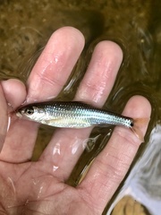Notropis hudsonius