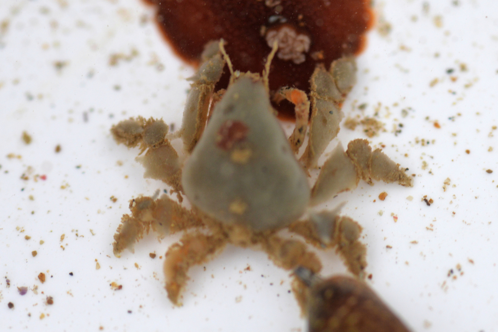 dwarf teardrop crab