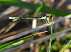 Enallagma antennatum