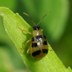 Cerotoma