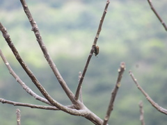 Clinteria chloronota