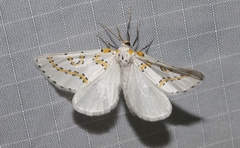 Philtraea paucimacula