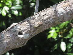 Platypleura capitata