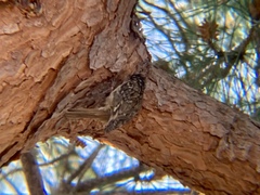 Certhia brachydactyla