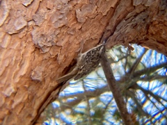 Certhia brachydactyla