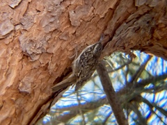 Certhia brachydactyla