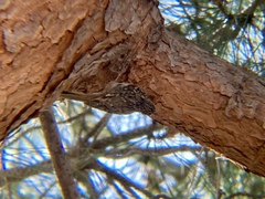 Certhia brachydactyla