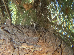 Certhia brachydactyla