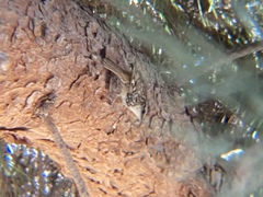 Certhia brachydactyla