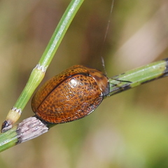 Chelymorpha inflata