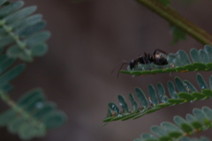 Camponotus flavomarginatus
