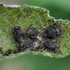 Chlamydocassis laticollis