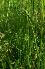 Tettigonia viridissima